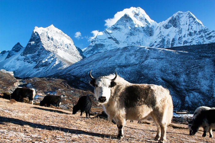 Sagarmatha National park 